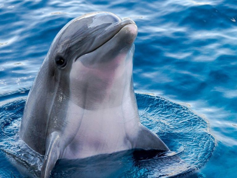 Dolphin Chatter Decoded: How Google AI Analyzes Marine Communication