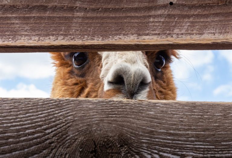 Meta Unveils Llama 2: The Game-Changing Open-Source Language Model