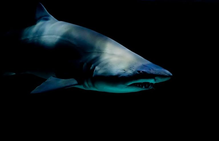 SharkEye: The Salesforce-Backed AI Initiative Revolutionizing Beach Safety for Swimmers