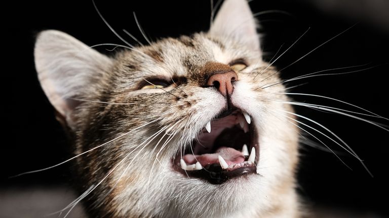Unlocking Nature’s Language: Can AI Translate Animal Sounds into Human Words?